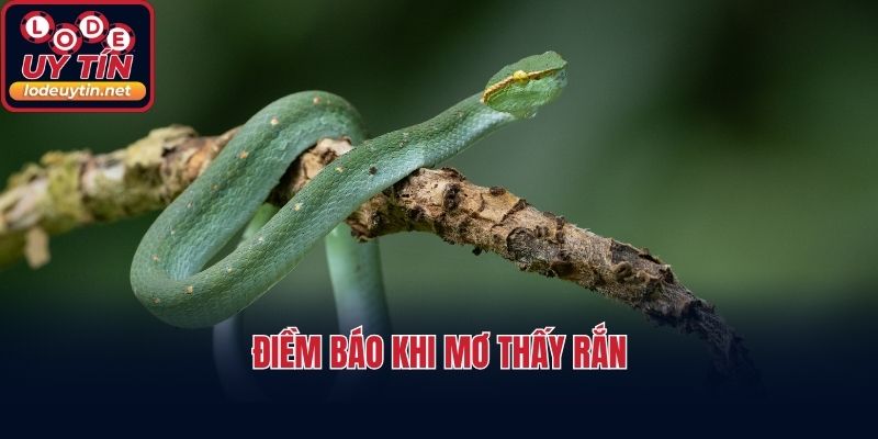 Điềm báo khi mơ thấy rắn