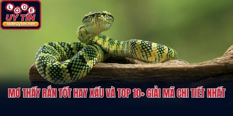 Mơ Thấy Rắn Tốt Hay Xấu Và Top 10+ Giải Mã Chi Tiết Nhất