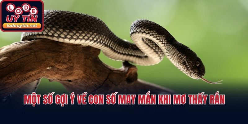 Một số gợi ý về con số may mắn khi mơ thấy rắn